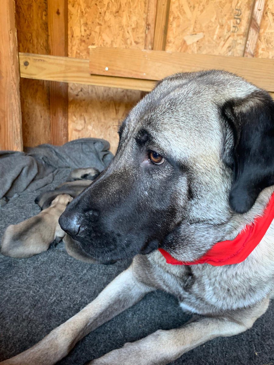 #kangal #kangaldog #kangaldogtexas #kangalpuppies #kangalpuppy #kangalamerica #kangalforsale #houston #austin #dallas #SanAntonio #waco #galveston #abc13eyewitness