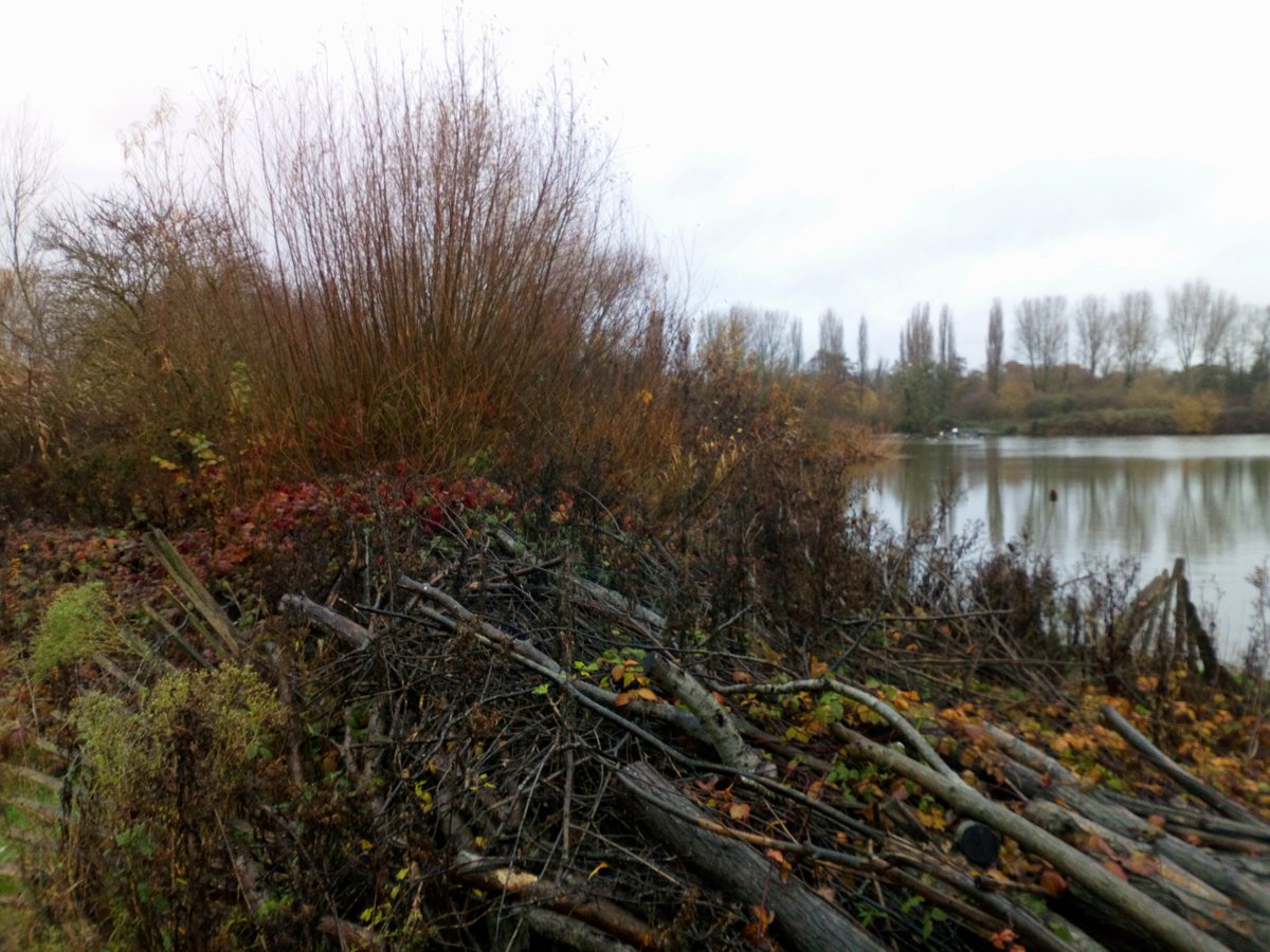 CroydonPonds's tweet photo. Wednesday and Thursday this week we will be hedgelaying and coppicing willow around the lake at South Norwood Country Park.

Pick up is at the law courts on Altyre Road at 9.30 or the country park visitor center for 9.45.

#volunteering #croydon #ponds #willow #TCV https://t.co/Om0w4DPhXN