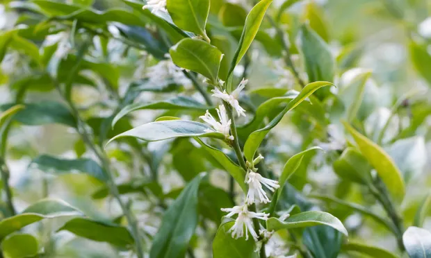 ThePeterBelton's tweet photo. #GardeningTips - What to do this week :Plant a dwarf sweet box, look after potted bay and #OliveTrees over winter, and check out @Garden_Ninja ~ click the link to read more ➡️ https://t.co/o5ncISsiTO
#BayTrees #Gardening https://t.co/CzRnTGabgD