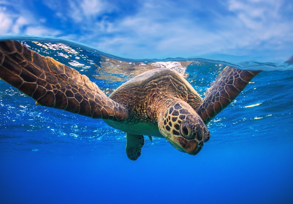 oceana's tweet photo. Symbolically adopt a sea turtle this #TurtleTuesday to support Oceana’s campaigns to reduce sea turtle killings as bycatch in fisheries, protect critical sea turtle habitats, stop new offshore drilling, and fight plastic pollution: https://t.co/KsvQsnaKK9 🐢 https://t.co/mthktZHVbC