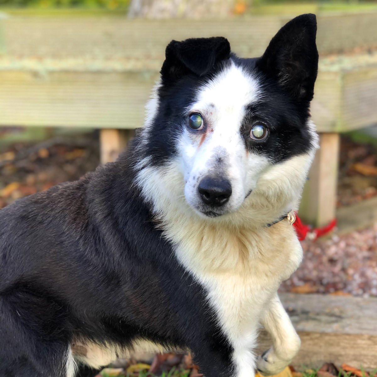 border collie eyes