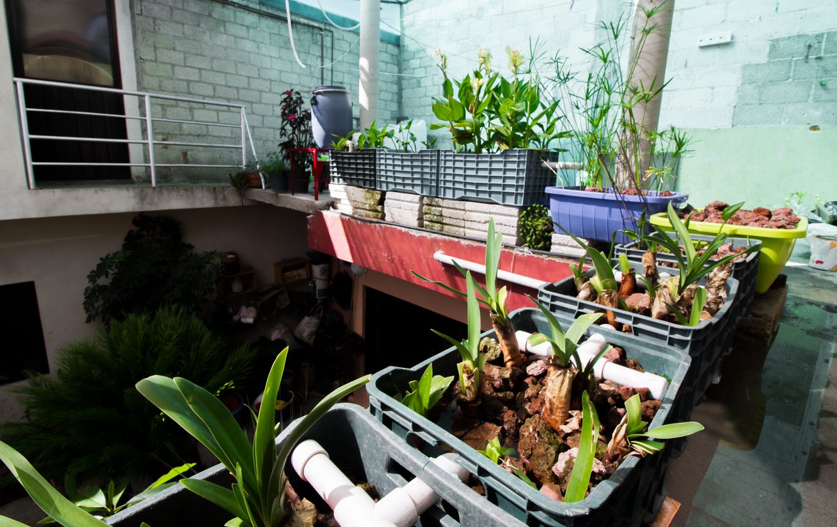 Además de las lombrices, las plantas forman parte muy importante en el saneamiento del agua. 

¡Conoce en nuestro sitio web los beneficios!

cplantae.com

#CPlantae #AguaLimpiaNaturalmente