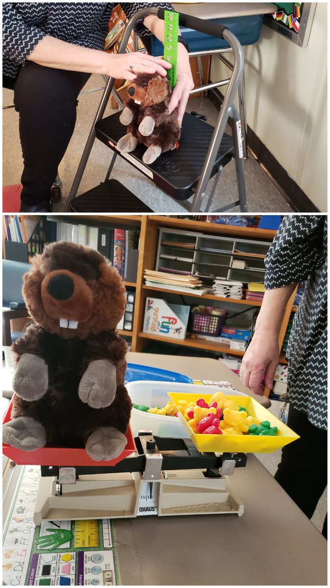 gbterry's tweet photo. .@HPTurtleTeacher is measuring the beaver so the kids can help design his tail! #HPHype #BeautyAndTheBeak #SchoolWideRead https://t.co/OCYQC5Thcw