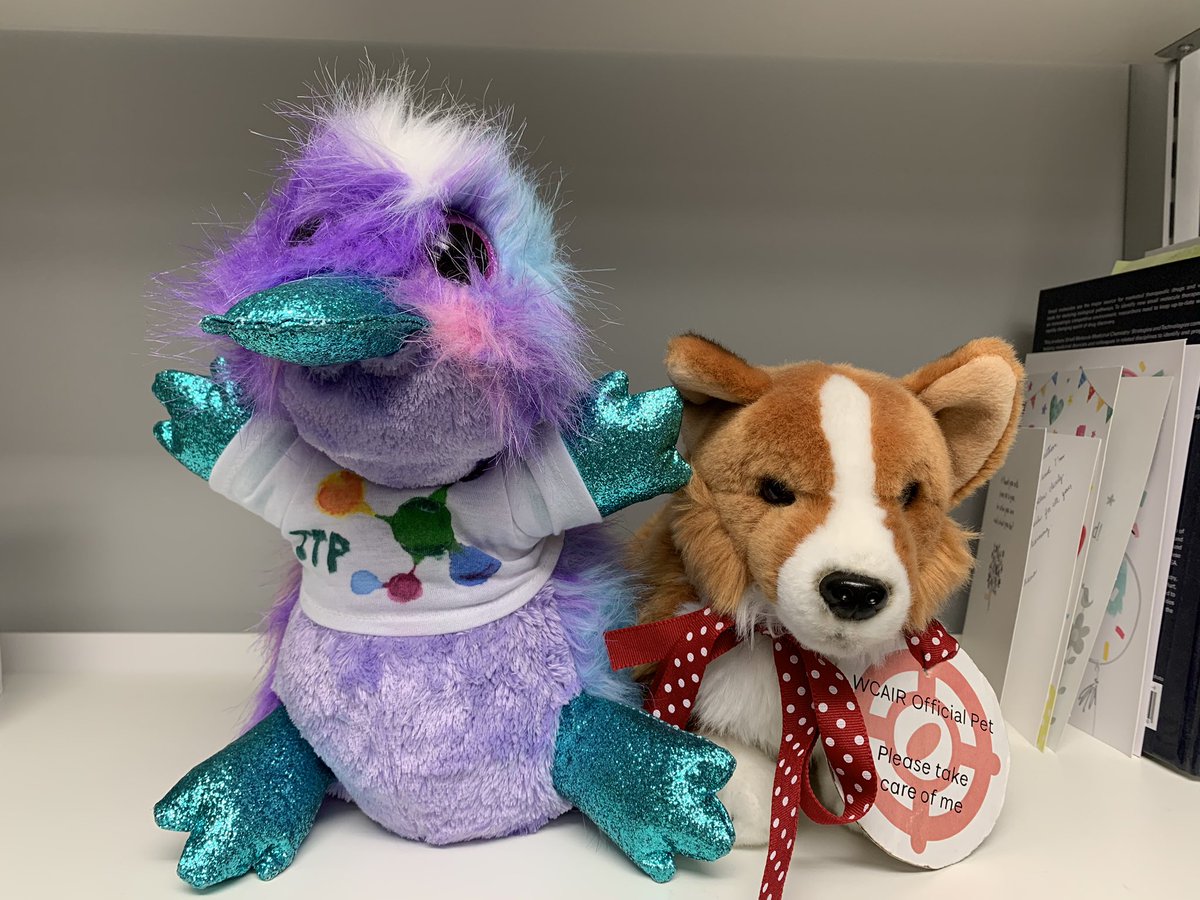 lordbernardcai1's tweet photo. #Wellcome Zappy!!!!!!  Look I’ve made friends with the ITP #platypus @DDU_Dundee @UoDLifeSciences @WCAIRDundee #friend https://t.co/BtlgQvKnlx
