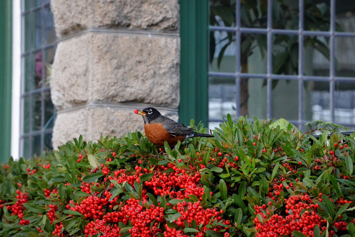 butchartgardens's tweet photo. A resident Robin nibbling on winter berries and one of our greenhouses filled to the brim with Poinsettias tell us that Christmas is on the horizon.
The countdown is on: 5 days until the Magic of Christmas Light Up. We hope to see you there!
Details: https://t.co/ZulX885D0d https://t.co/m5TgqWqn3U