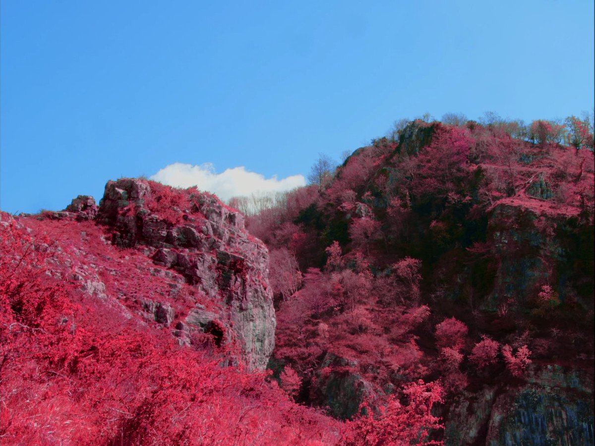 ASFFest's tweet photo. Natasha Austin-Green and @_joeargent's intimate experimental documentary 'Dead. Tissue. Love' screened as part of #ASFF2018. It is now available to view online @ShortoftheWeek: https://t.co/uh5ywYqgdx https://t.co/yH5kuIBL24