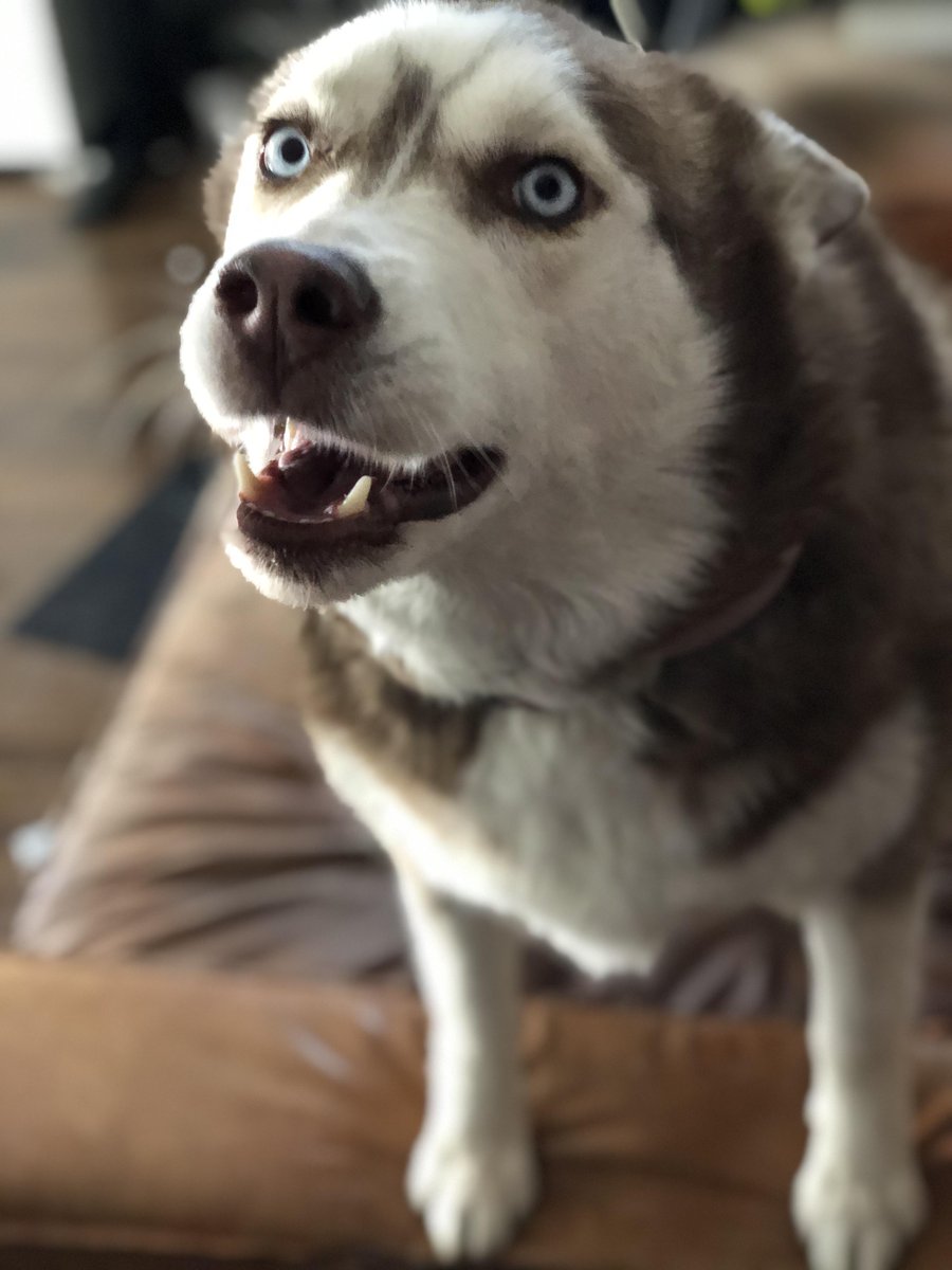 woof irl tweet media