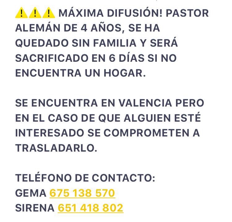UnMundoDeColor9's tweet photo. @SaraSalamo @fertejerom @AzaharaySiria @paulaGlezC MÁXIMA DIFUSIÓN POR FAVOR! SI NO ENCUENTRA UNA FAMILIA, SERÁ SACRICADO https://t.co/HOULk1FgCM