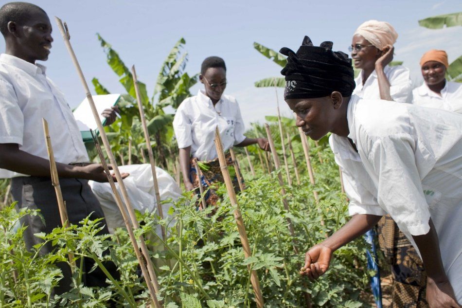 FAO's tweet photo. Climate change is threatening the future of our #foodsecurity. 

But what if we told you the answer could be in nature? 

How nature-based solutions can help us produce our food while protecting our precious natural resources👉https://t.co/PwTCrpxuXj 

#SDGs https://t.co/bmEdMEUpdp