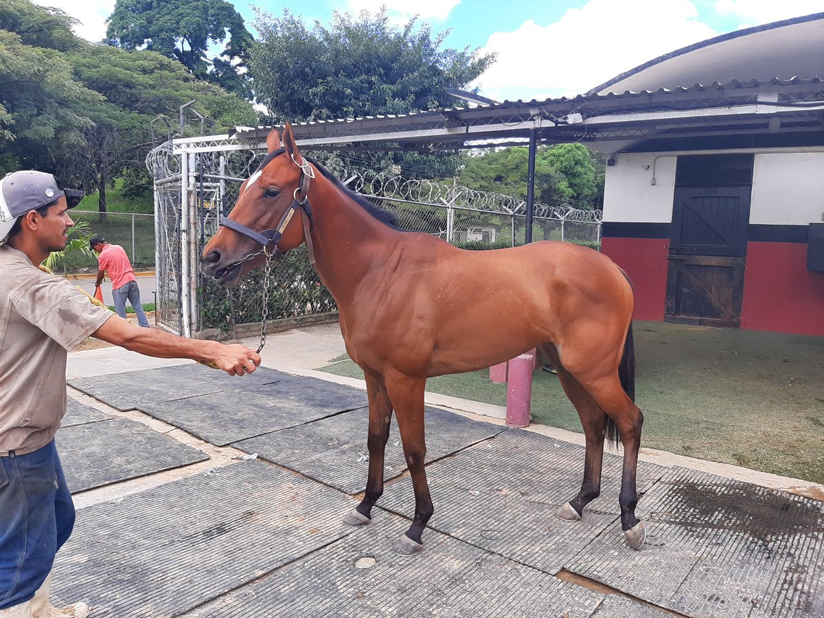 fernando_737's tweet photo. #Hipismo Luego de un leve descanso y de pasar el susto SPEEDLADY la pupila de el #StudQuarterback @StudQuarterback en perfectas condiciones gracias a Dios!! @harasorlyana #SpeedLady Ganadora de el Clásico Andrés Bello G1 https://t.co/i9OJNquR56