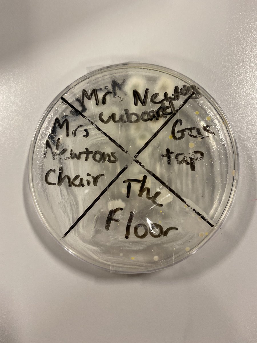 BirleyCC_Sci's tweet photo. Culture at Birley! Science club discover living things in certain offices and then brighten up the lab with some excellent flames test technique! #seriousaboutscience @birleyacademy @birleyhead @LEADAcadTrust https://t.co/4rnn89Wc2t