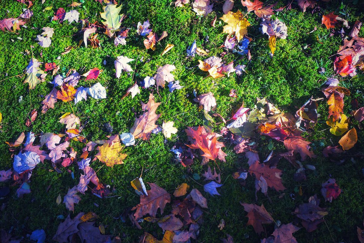 Made a super chill and mostly melancholy fall playlist, if yer into that type-a-beauty 🍁🥀
bit.ly/FiveLeavesLeft

#fallplaylist #autumnvibes #autumnleaves #music #Spotify