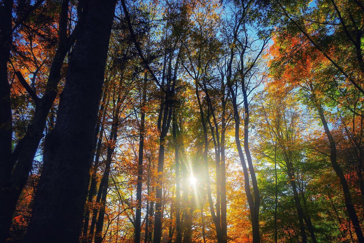 BowdenRae's tweet image. Made a super chill and mostly melancholy fall playlist, if yer into that type-a-beauty 🍁🥀
bit.ly/FiveLeavesLeft

#fallplaylist #autumnvibes #autumnleaves #music #Spotify