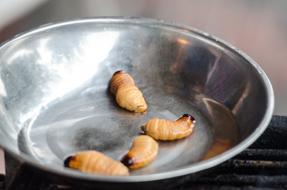 Would you dare? Try some beetle larvae or other "tasty" treats in the Amazon on our #Ecuador adventure tour! 😲 galakiwi.com/our-tours/ecua… #Galakiwi