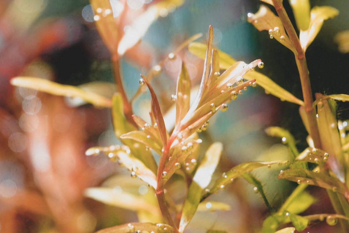 ハッシュタグ ロタラインディカ