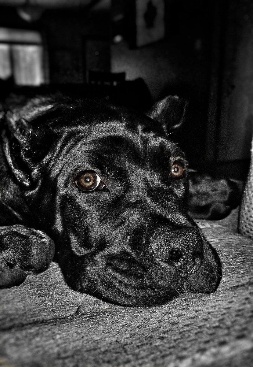 Steve1Watkins's tweet photo. What loyalty looks like. #CaneCorso https://t.co/UBQ9tOCLyy