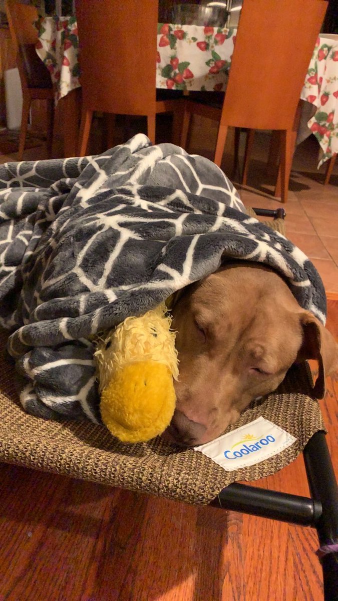 woof irl tweet media