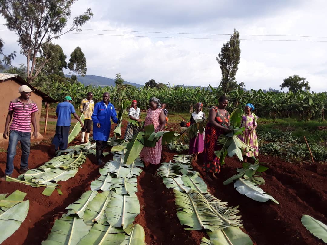 Men involvement in agricultural activities brings family cohesion and reduces cases of GBV in households and communities because of accountability from all household members in all financial and non financial matters.
Thanks IFDC_REACH with support from the embassy of Netherlands