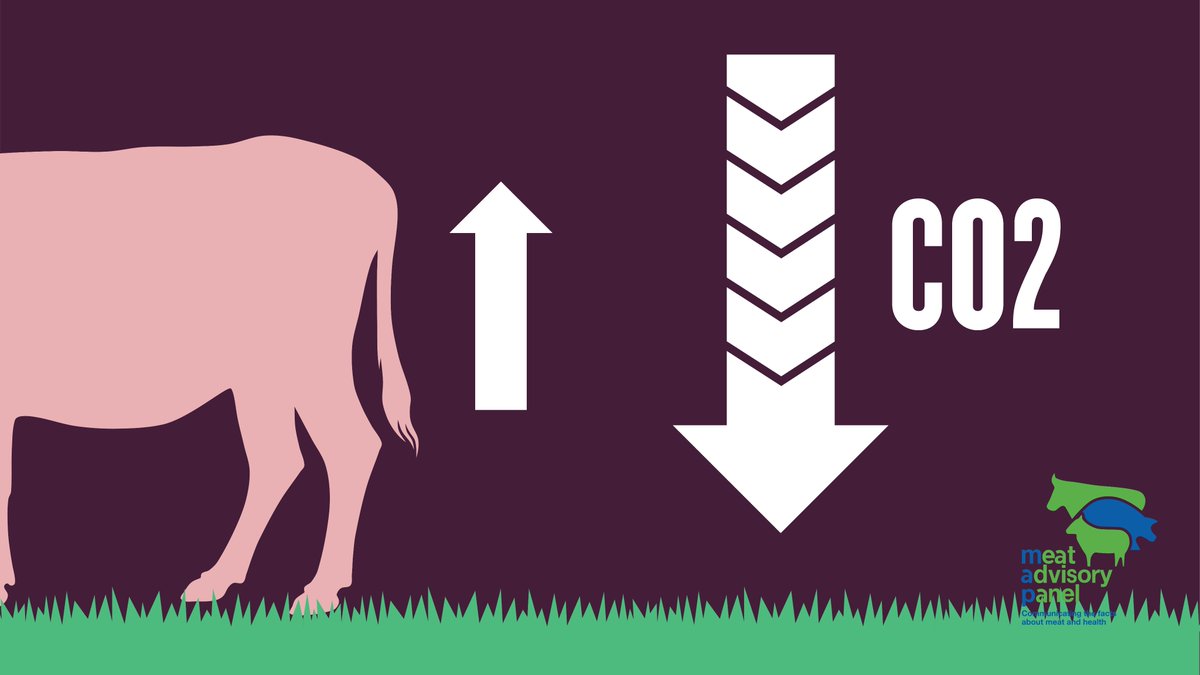 Did you know, the carbon footprint of UK beef is 35% lower than the global average and significantly lower than a number of other key beef producing nations. Making the UK one of the most sustainable places in the world when it comes to the production of beef.