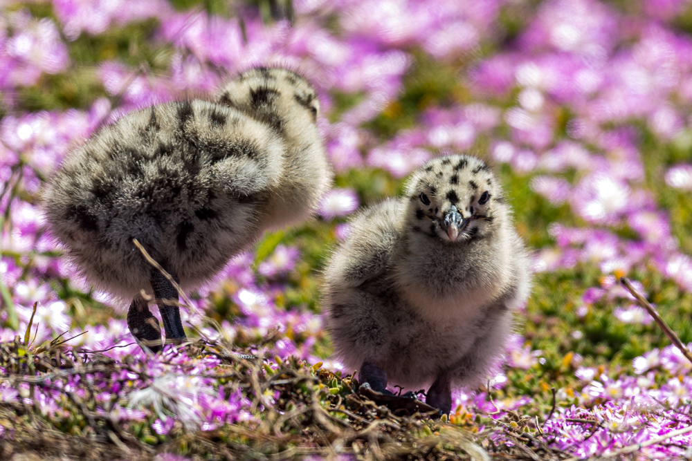 SFBBO's tweet photo. Congratulations to the following photographers for winning Merit Awards in our Click Off Birds and Their Habitats Category: Vayun Tiwari, "Common Yellowthroat;" Barbara Coll, "Baby Barns;" and Byron Chin, "Western Gull Chicks on Alcatraz!" #SFBBO #BirdPhotography #BirdHabitat https://t.co/xOxameOqHE