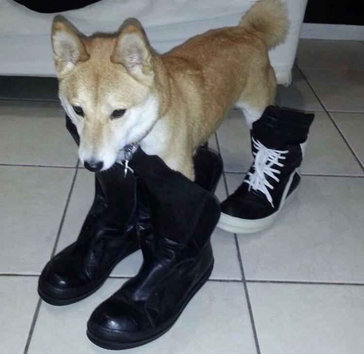 woof irl tweet media