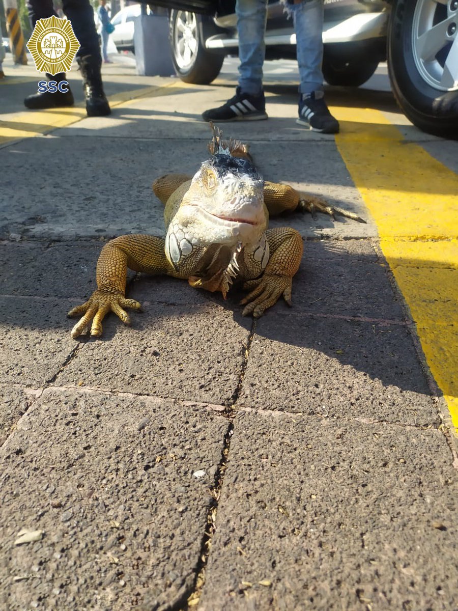 SNNews_Media's tweet photo. PERSONAL DE LA @SSP_CDMX DETUVO A UN #JOVEN POR POSIBLE #PosesiónIlegal DE UNA #Iguana.
Usuarios del @MetroCDMX #Confundieron al garrobo con un cocodrilo
Hombre que manipulaba a un reptil en la estación #CentroMédico en el perímetro de la @AlcCuauhtemocMx
https://t.co/I7cS2yV8he https://t.co/tf74XKolEP