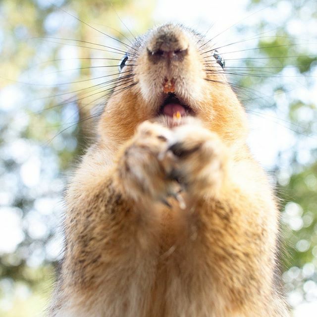 helladamnsqrrls's tweet photo. With a sixth sense known only to squirrels, Triangles suspects that later today he will get drenched in a rainstorm
. .
.
.
.
.
.
.
.
#squirrel #squirrels #rodent #rodentia #scuridae #oakland #lakemerritt #eastbay #helladamnsquirrels #hella #hellabay #fo… https://t.co/h3Po4LWqQt https://t.co/hsiSWV4p2a