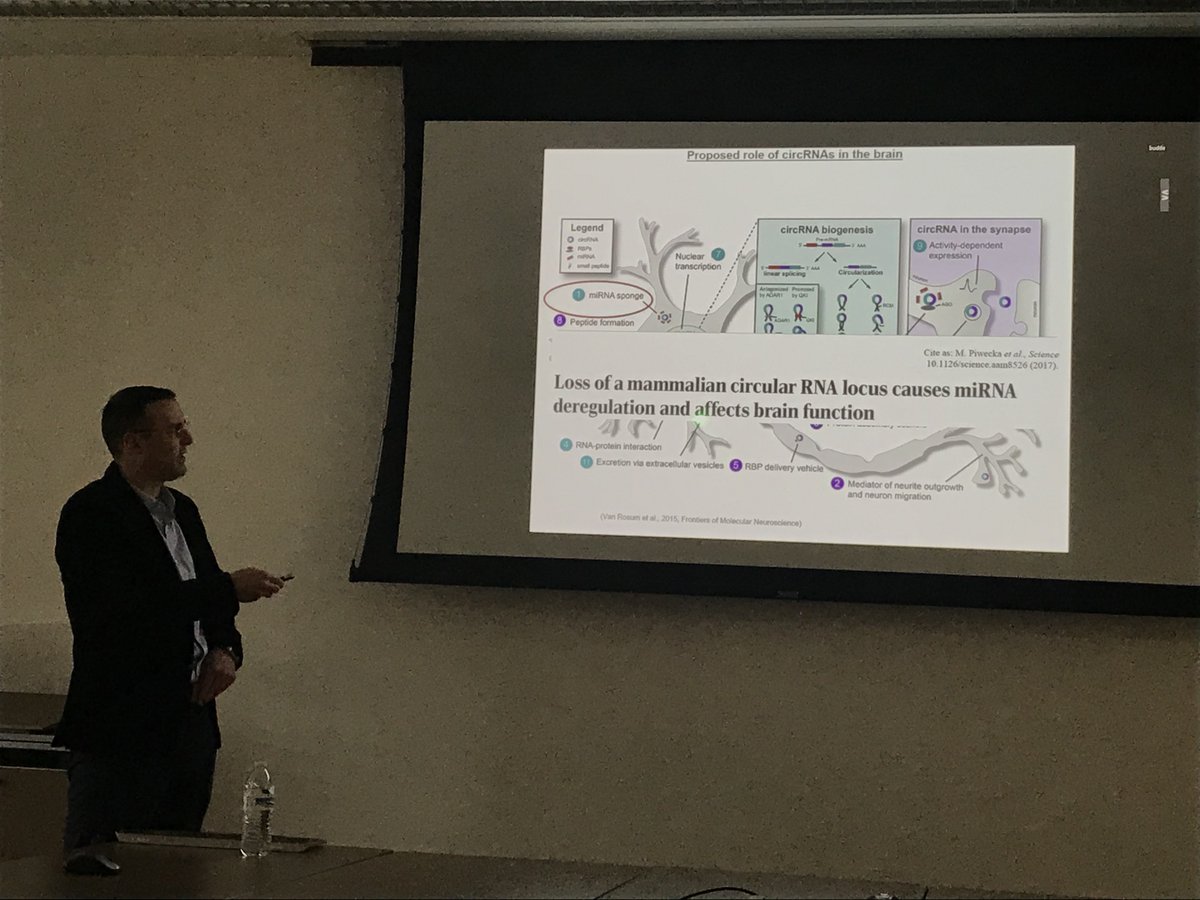 Neuro_Genomics's tweet image. We are pleased to host Dr. Nikolaos Mellios from @UNMHSC @UNM for a special Seminar of the @HopeHappens4ND Neurogenetics &amp;amp; Transcriptomics group. Dr. Mellios&apos;s talk is titled &quot;A neuropsychiatric disease-associated #circRNA controls #synaptic function and cognition&quot; #noncodingRNA