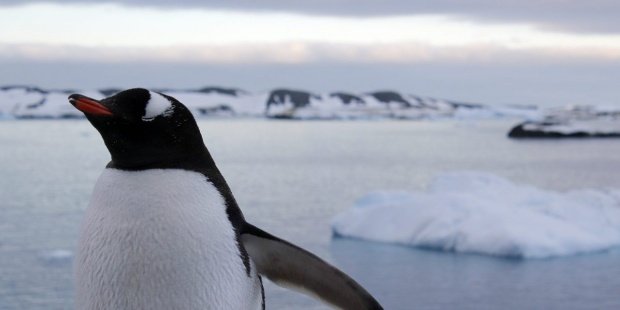 WWF insta a dar prioridad a Latinoamérica pese al cambio de sede de la #COP25 #COP25Madrid  efeverde.com/noticias/wwf-i…