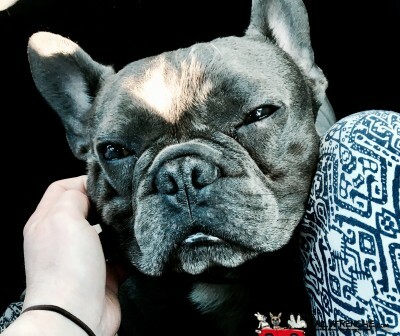 DailyFrenchie's tweet image. Liebe muss nicht perfekt sein,  sondern ECHT! 〔♥ - bit.ly/33pAby2 - #frenchie #bulldog #frenchbulldog #frenchbo #puppylove