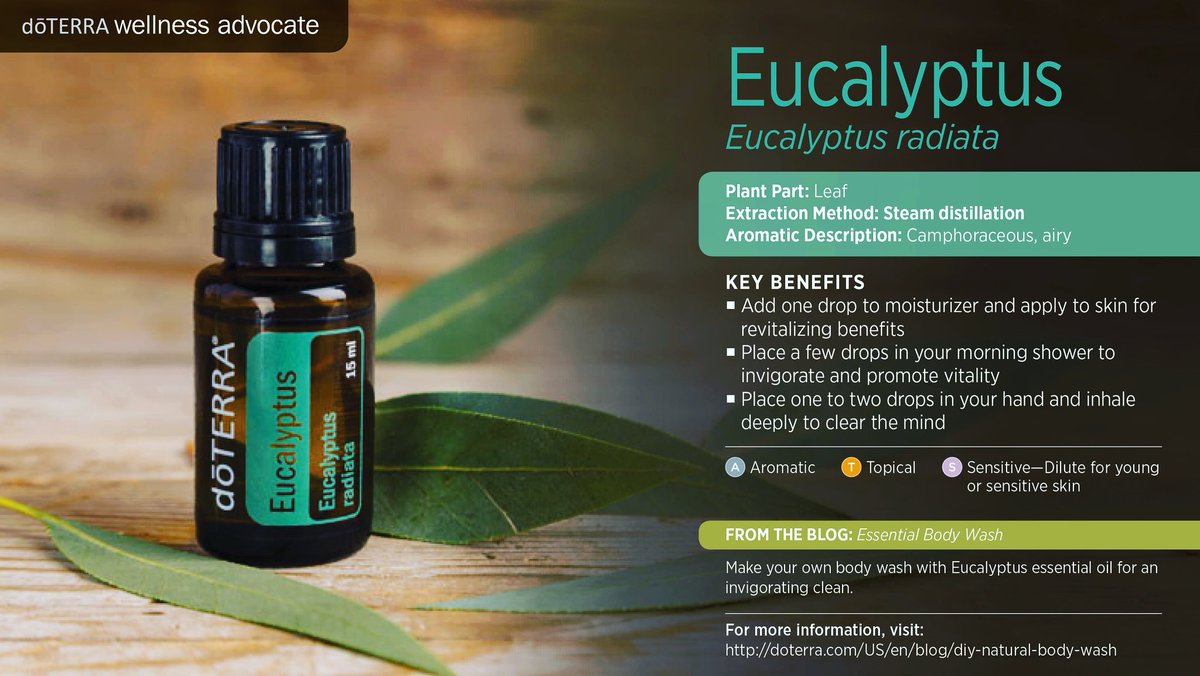 for_essential's tweet photo. Eucalyptus is by far one of my favorite scents. It's great for muscles and sinuses and did I mention it smells great!! I just can't get enough of this oil! #doterra #essentialoils #doterraessentialoils #eucalyptus https://t.co/z5dmPkUXYE