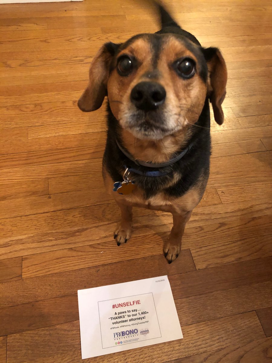 PBPartnership's tweet photo. In the spirit of #Thanksgiving, we're extremely thankful for our wonderful #volunteer #attorneys who made it possible for the Partnership to assist 900 nonprofits this year! If you're thankful for free legal help, please share! #PBPstrong #PBPpets #MeetCooper #ThanksgivingWeek https://t.co/ChhcAae9DL