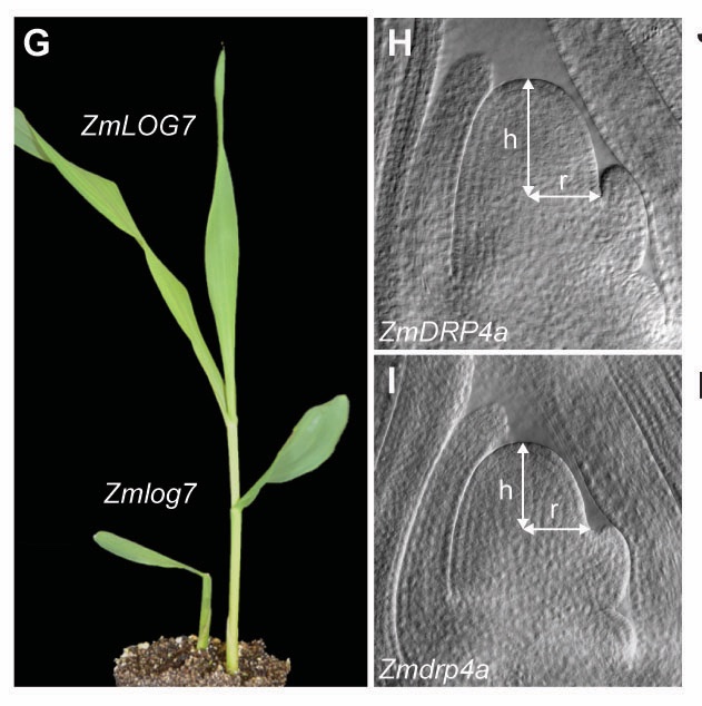 genomeresearch's tweet photo. NEW online @genomeresearch: A high-resolution gene expression atlas links dedicated meristem genes to key architectural traits. FREE open access article https://t.co/2y04njFMS6 #GRopenaccess #plantgenomics π± https://t.co/Gr6lUAHBN8