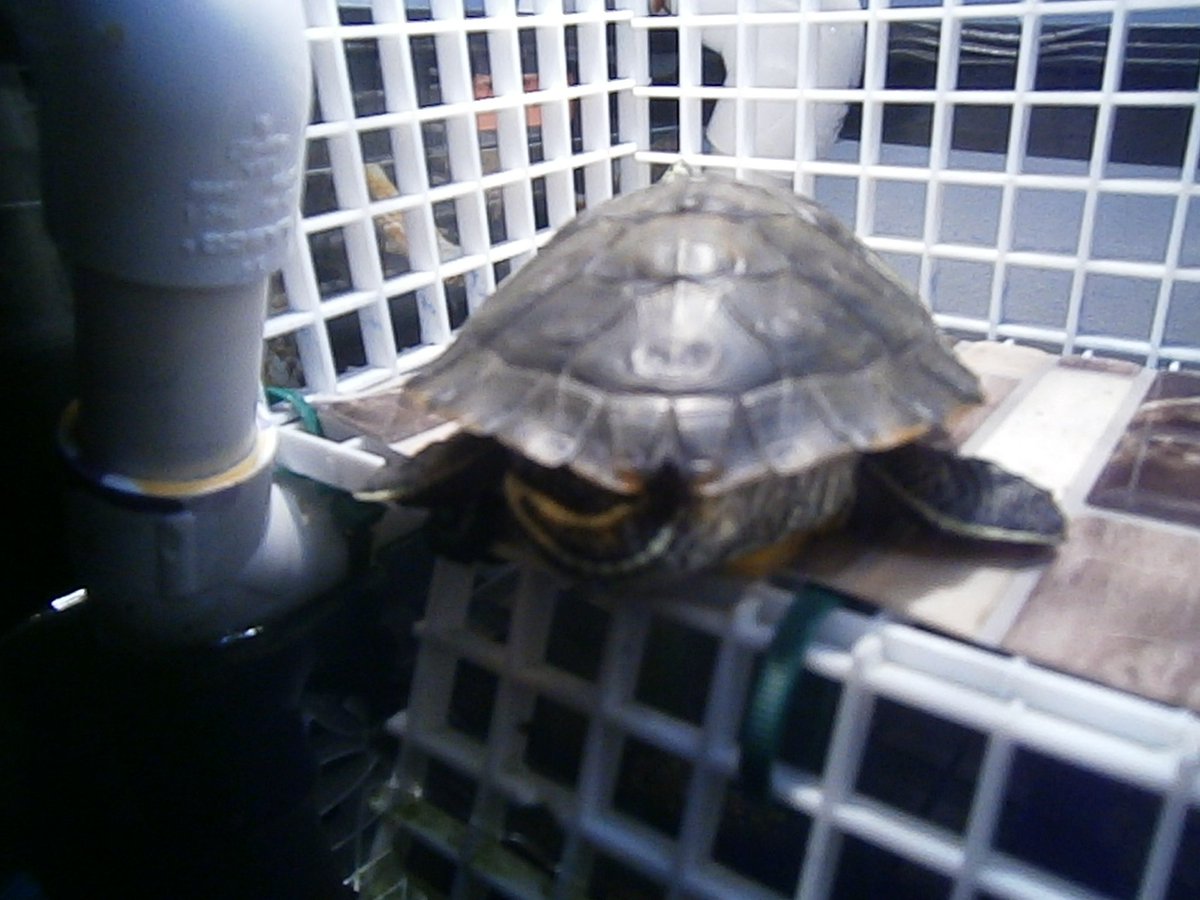 DashAndBeans's tweet image. Turtle butt Tuesday. #TurtleButtTuesday