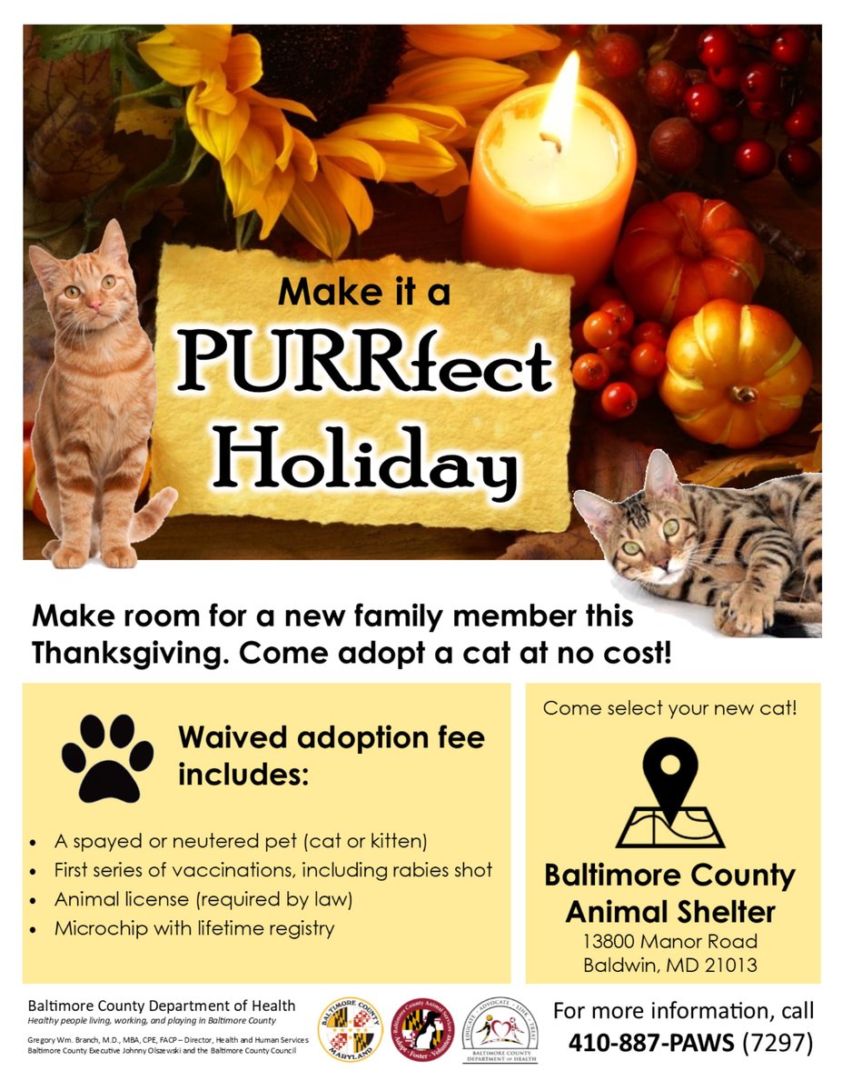 Make it a PURRfect Holiday!