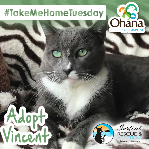 OhanaPetHosp's tweet photo. We want Vincent, this senior cat at @SurfcatCafe to spend his golden years in a #furever home. Once settled Vincent gets along w/ humans of all sizes, dogs from a distance, cats &amp; kittens! Help us share during #adoptaseniorcatmonth: https://t.co/HpRpe9OR8P

#TakeMeHomeTuesday https://t.co/eTo8LLHam6