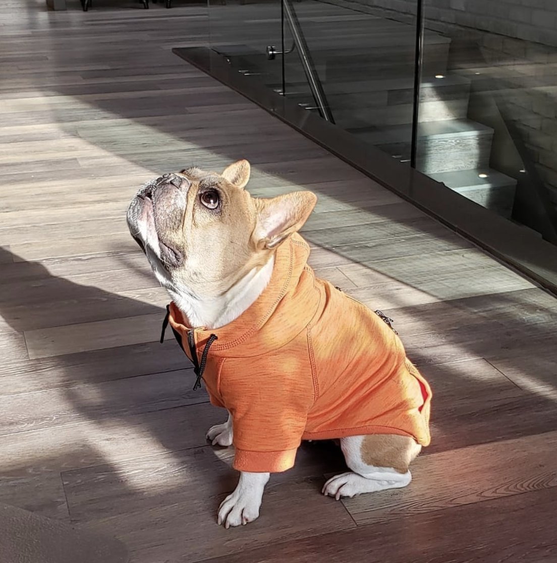 unityworkspace's tweet photo. Studies have shown that having an office dog can contribute towards reducing stress and mood-boosting in the workplace. What are your thoughts on french bulldogs in the boardroom? πΆ #UNITY #UnityWorking
π· @urbangranite https://t.co/UurOsZicXW