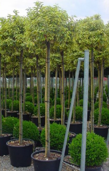 DirectplantNL's tweet image. BOMEN ACTIE - nu met 20% #korting. Is de boom van uw keuze uit de volle grond, met #kluit, leverbaar dan profiteert u van extra #voordeel. Alle bomen bekijken &amp;gt; directplant.nl/bomen.html