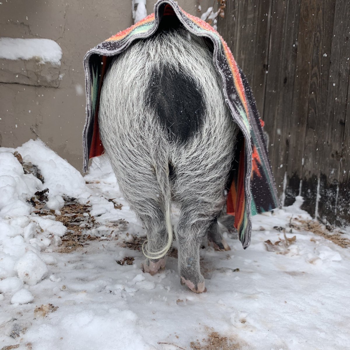 It snowed a lot. 

#9wx #coloradothings #cowx #pigsoftwitter