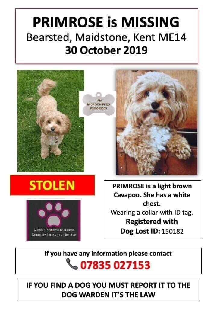 molliepug2's tweet photo. ๐๐ ๐๏ธ๐๏ธ๐๏ธ๐๏ธ
STILL MISSING..NO LEADS..ITS A WEEK NOW SINCE LITTLE PRIM WAS STOLEN. HER FAMILY ARE IN BITS. WE NEED TO FIND HER ASAP #findprim ๐๏ธ๐๏ธ๐๏ธ๐๏ธ
๐๏ธ๐พ๐๐คThis little girl Primrose is a comfort dog to her autistic owner a young man and was stolen during a https://t.co/o0WthWwwxN