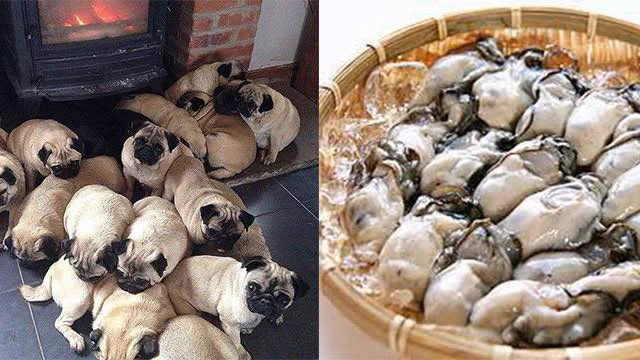 @youmore_tw パグと同種のかわいさ 