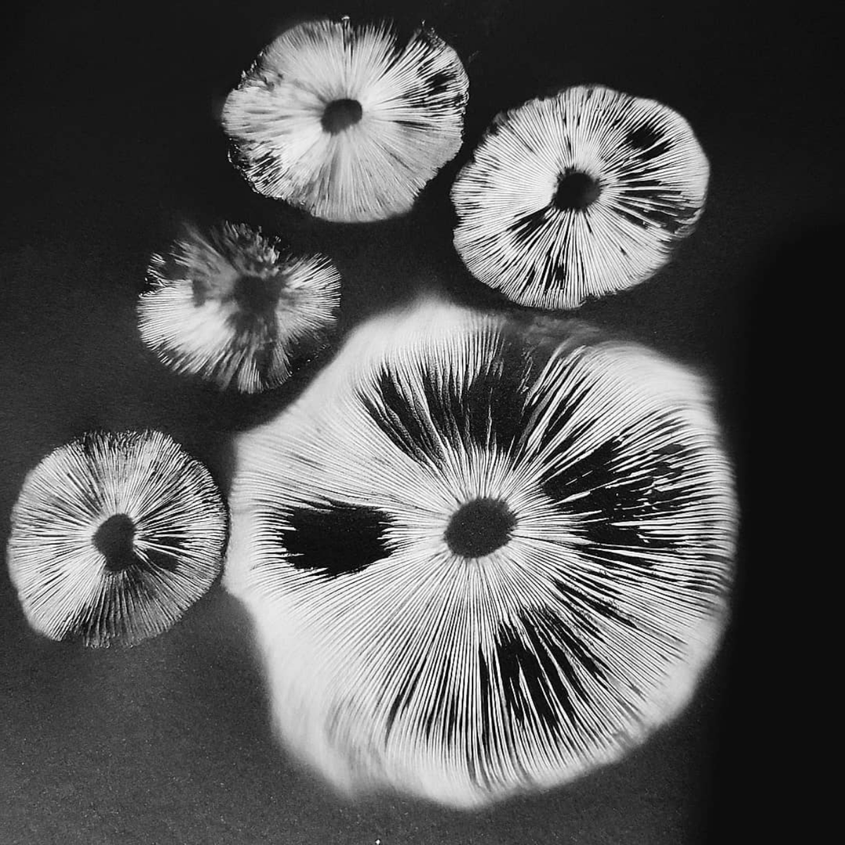 TOfoodfilmfest's tweet photo. Who knew you could make prints from mushroom spores! Spores can be collected and used to cultivate and grow more mushrooms or used for identification and art! Has anyone been on a foray with the @mycotoronto? It's a really fungi time!

📸Andrea Packard #spores #learn #mushrooms https://t.co/8SZoEDXssn