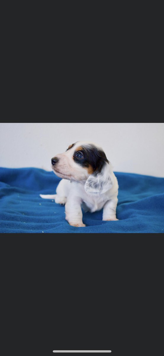 sydderr_oxox's tweet photo. Now that I officially have her flight details... everyone meet Evie Mae! 💜 #dachshundpuppy #BestChristmasEver https://t.co/XiJQ7j1ocH
