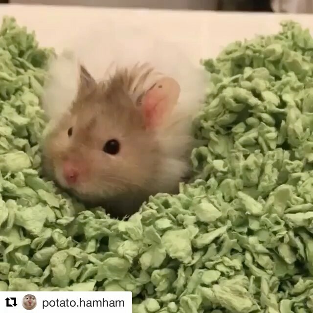carefreshpets's tweet photo. #Repost @potato.hamham ・・・
“Hello friends, winter  is fast approaching, and Potato is staying warm by burrowing in his @carefreshpets bedding ❄️ Potato loves that Carefresh is hosting a “Give Back” program: every other month, a small animal shelter w… https://t.co/Am7kr5VJ9f https://t.co/NGo2SEIQkd