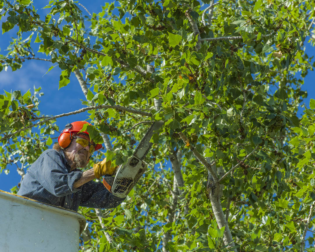 MarsamTree's tweet image. Put your #energy into #somethingthatmatters to you, and let #MarsamTreeService handle all of your #TreeCare needs. Give Us A Call at # (828) 266-0397 today! #EmergencyTreeRemoval #TreeCutting #TreePruning #TreeTrimming #Arden28704 bit.ly/2FuQ4f5