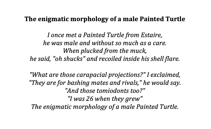 AlgonquinWRS's tweet photo. This #TurtleTuesday we bring you an unconventional limerick-style poem titled, "The enigmatic morphology of a male #PaintedTurtle".
Inspired by recent research @d_hawkshaw on #turtle sexual weaponry:
https://t.co/evwquG7hGD
#HerpPoems #SciencePoems #Herpetology #Tomiodonts https://t.co/gKC0EOvfZ9