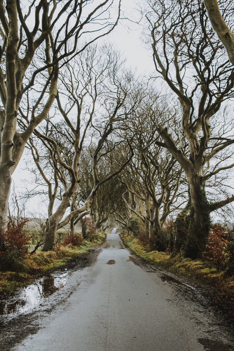 princetonhockey's tweet image. North Coast Tour:
Game of Thrones sites, Giant’s Causeway, Royal Portrush Golf Course, Dark Hedges and more!
• • •
Check back tomorrow for the Sights &amp;amp; Sounds video from today’s tour! #ncaahockey #cawlidgehawkey #friendshipfour #princeton #gameofthrones