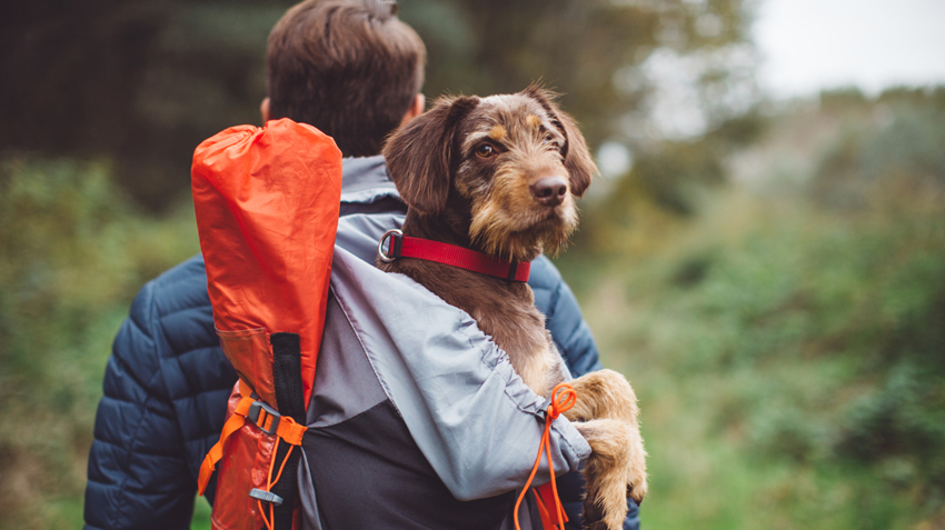 Pets often have a positive impact on our lives. Here are 7 reasons to be thankful for pets. Add your reasons below! bit.ly/2O4iKi9 #NWDVM #BestPetInsuranceEver #PetsNationwide