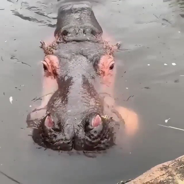 GregSutterPS's tweet image. Hungry Hungry Hippo @EvanKirstel on Twitter: &quot;🦛 What’s for lunch? #WednesdayVibes… &quot; bit.ly/37CgdU6