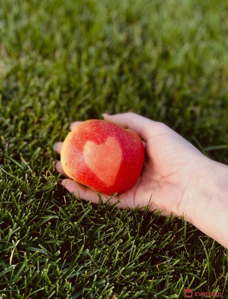evrosad's tweet photo. Tudi narava ljubi jabolka! 🍎❤️
#evrosad #jabolka #sadjarstvo #nature #apples #topfruit #freshideas #goldendelicious #slovenia #izbranakakovost https://t.co/3JsjY7Gt1O